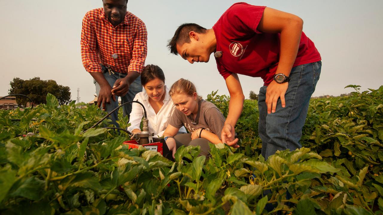 Professor and students researching irrigation