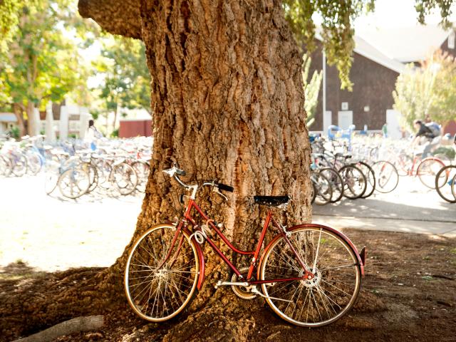 Red bicycle leaning against a tree trunk